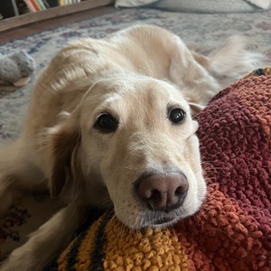 Jessica Vankoningsveld